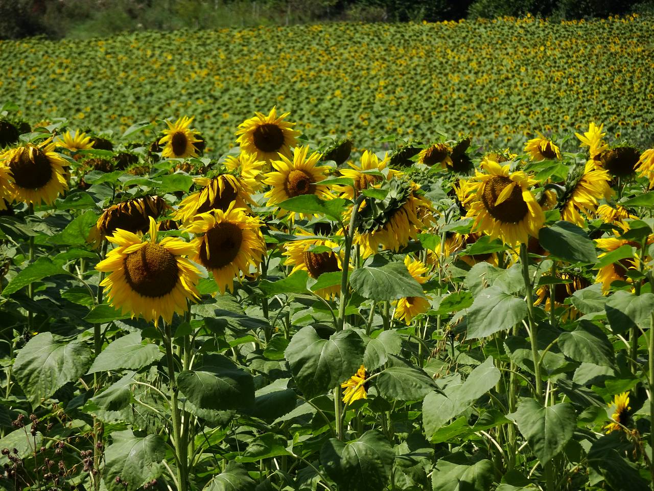 DSC09732_%281280_x_1024%29