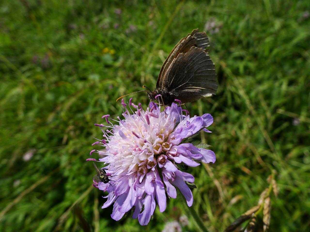 DSC09747_%281280_x_1024%29
