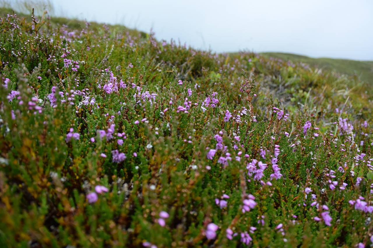 DSC_1331_%281280_x_1024%29